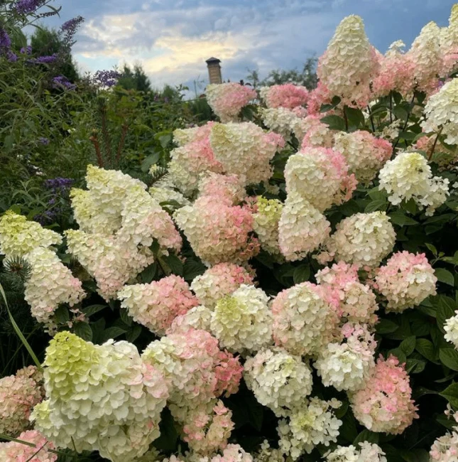 🌺Продукция Нидерланды и Германия