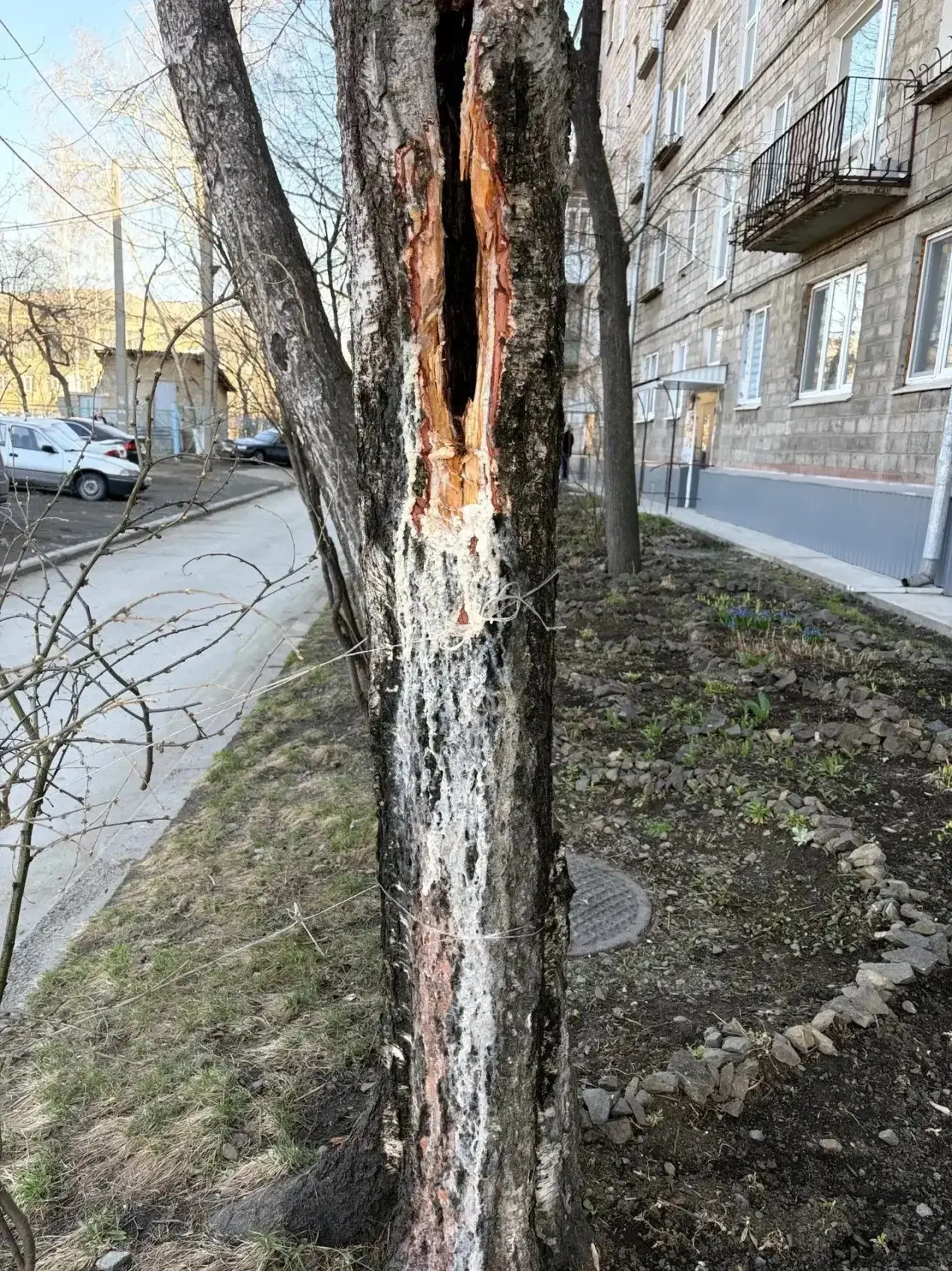 🌳 Когда дерево становится опасным: как специалисты проверяют зелёные насаждения

Прогуливаясь по го