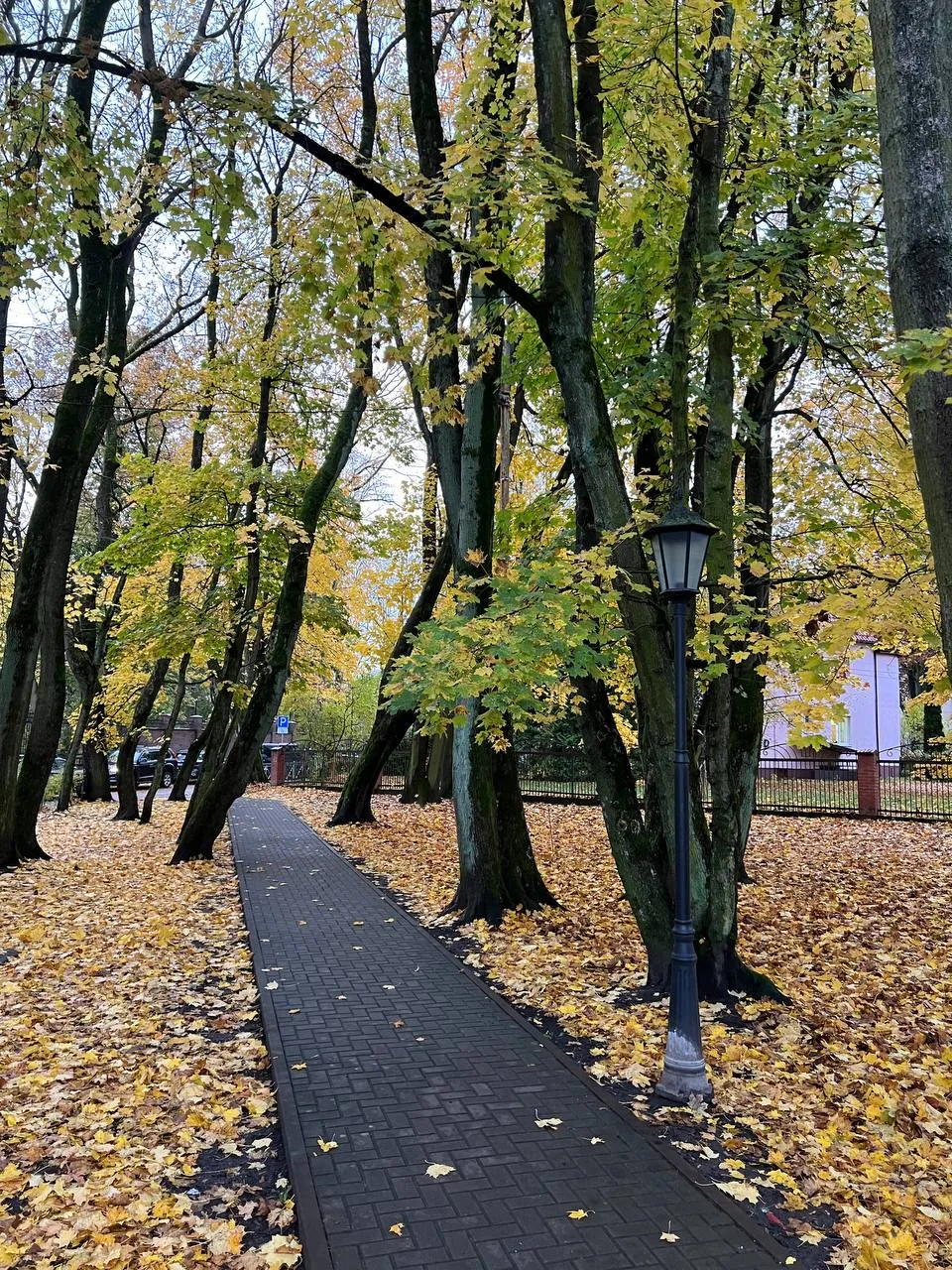 🍁🌡️📆 Калининградцев ждет прохладное начало недели