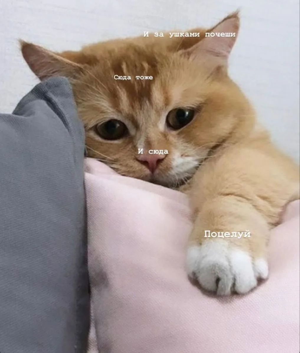 Мяу