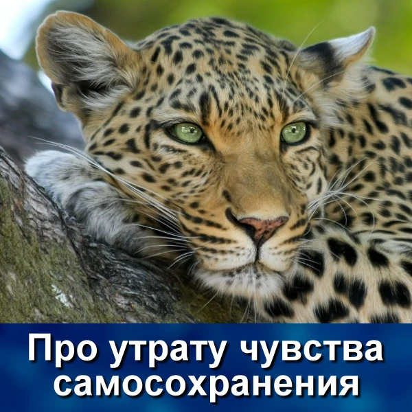Любой хищник, попавший в ловушку, стремится из нее вырваться. И за ценой не постоит, сд...