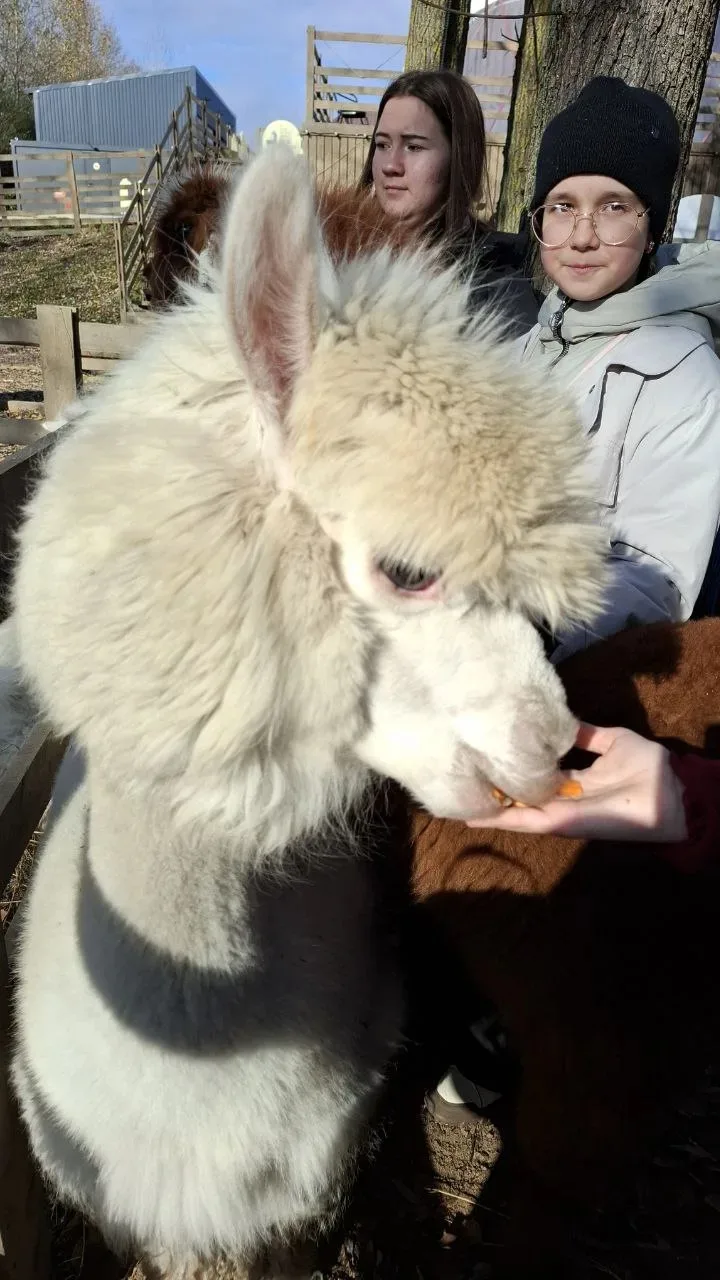 🦙 Путешествие в Альпака‑парк «Пача Мама» — море умиротворения и пушистых обнимашек! 🐇

🗓 4 ИЮЛЯ

