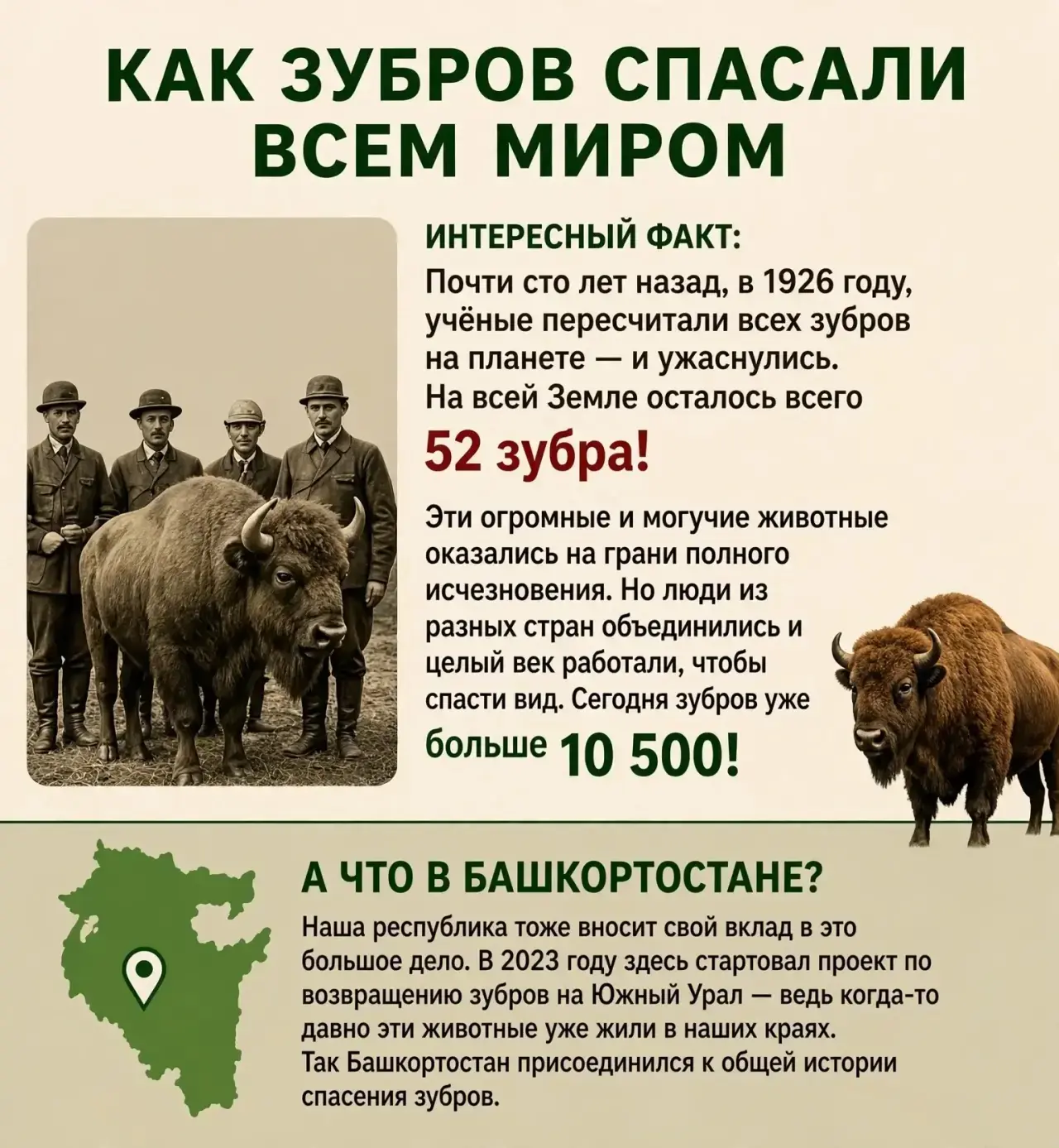 🦬 Как спасали зубров в мире и продолжают в Башкортостане 🦬