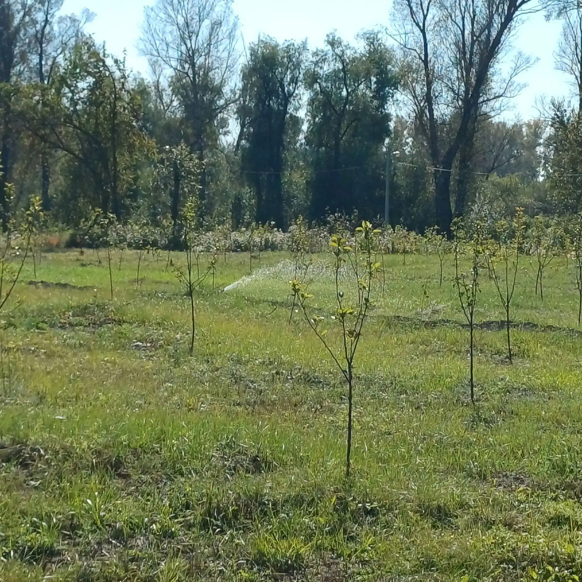 🌳 Яблоневый сад Абакана готовится к первой зимовке