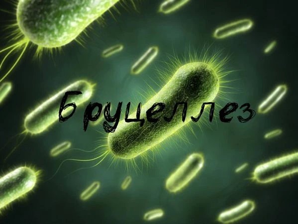 Бруцеллёз – особо опасная, хронически протекающая болезнь животных,в том числе и человека, вызываема