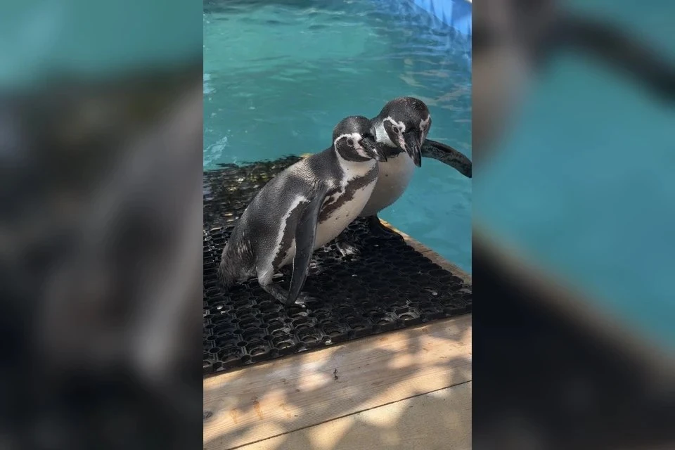 🐧 Пингвины поселились на Ставрополье