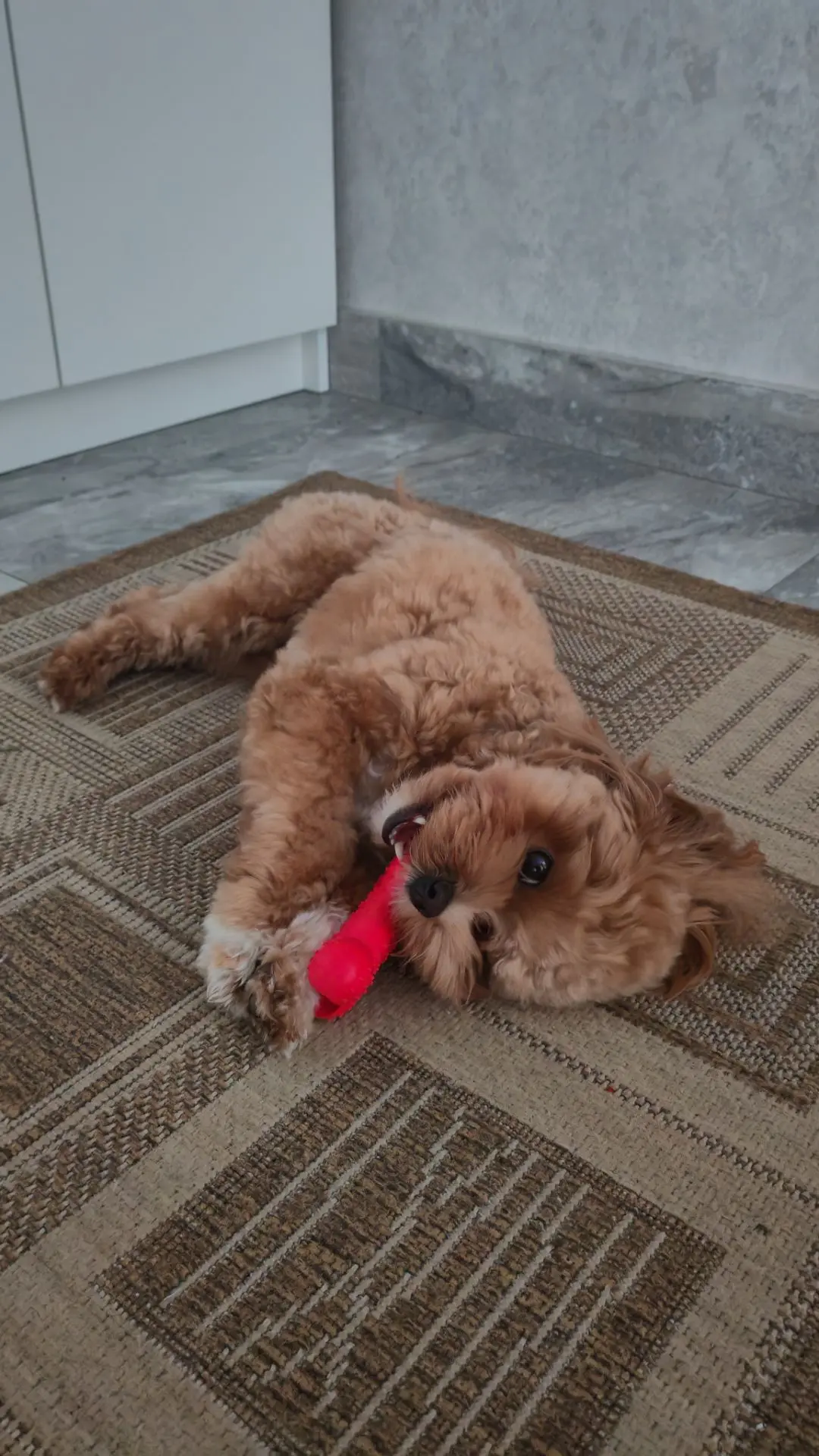 Ну какой же он хорошенький 😍🐶🐾🥰