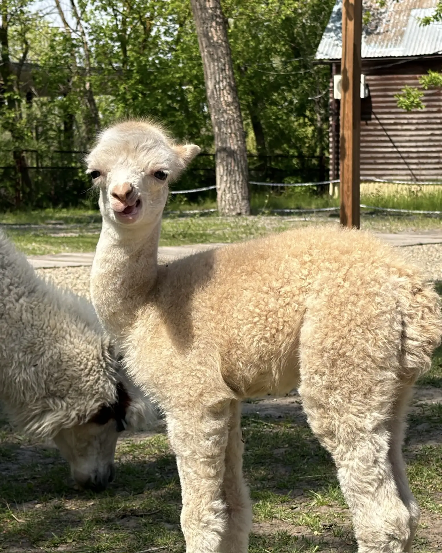 Ну что, знакомим вас с нашей новой маленькой звёздочкой 🦙✨