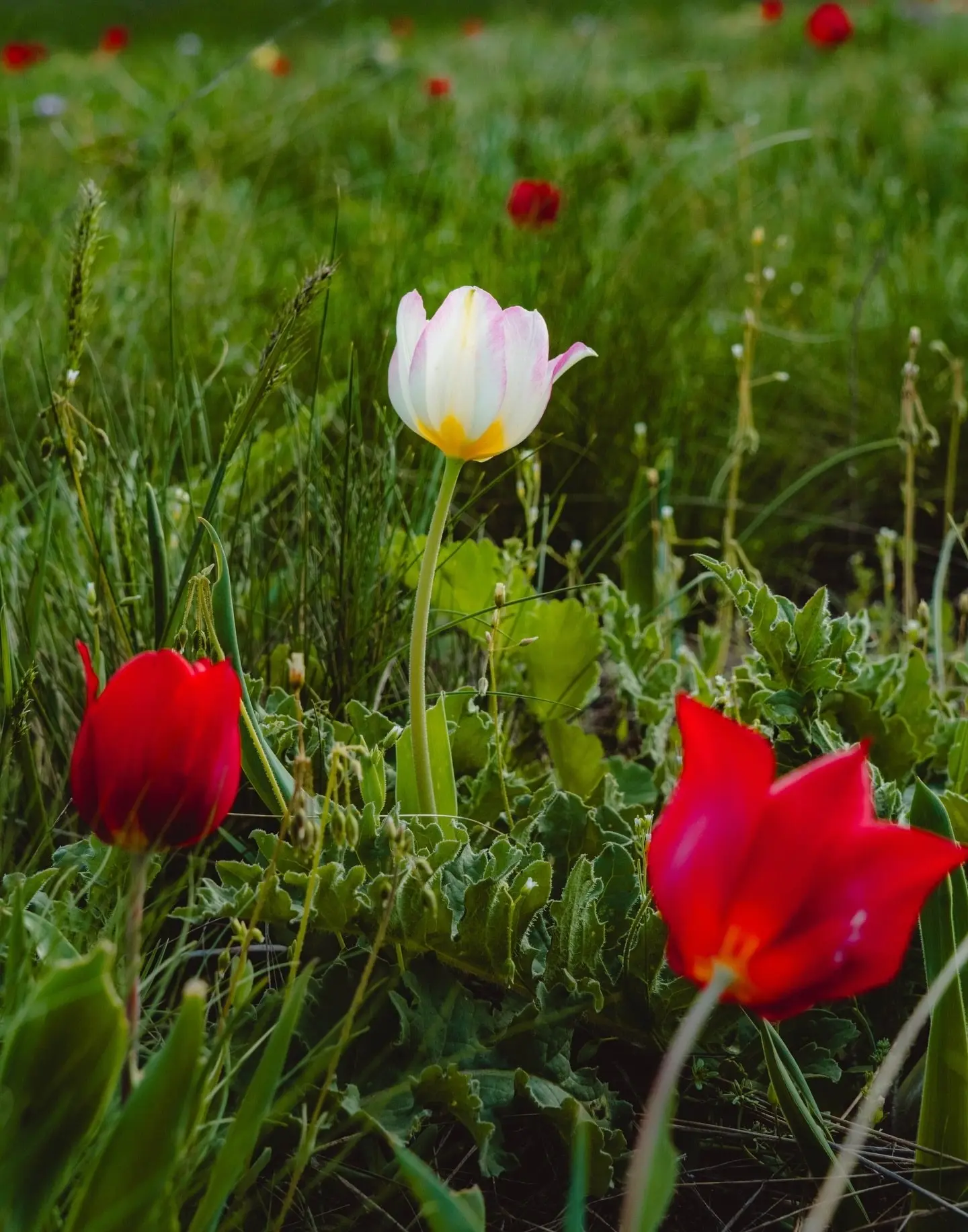 🌷Настало то мимолётное мгновение, когда в довольно суровой для всего живого Донской степи начинается
