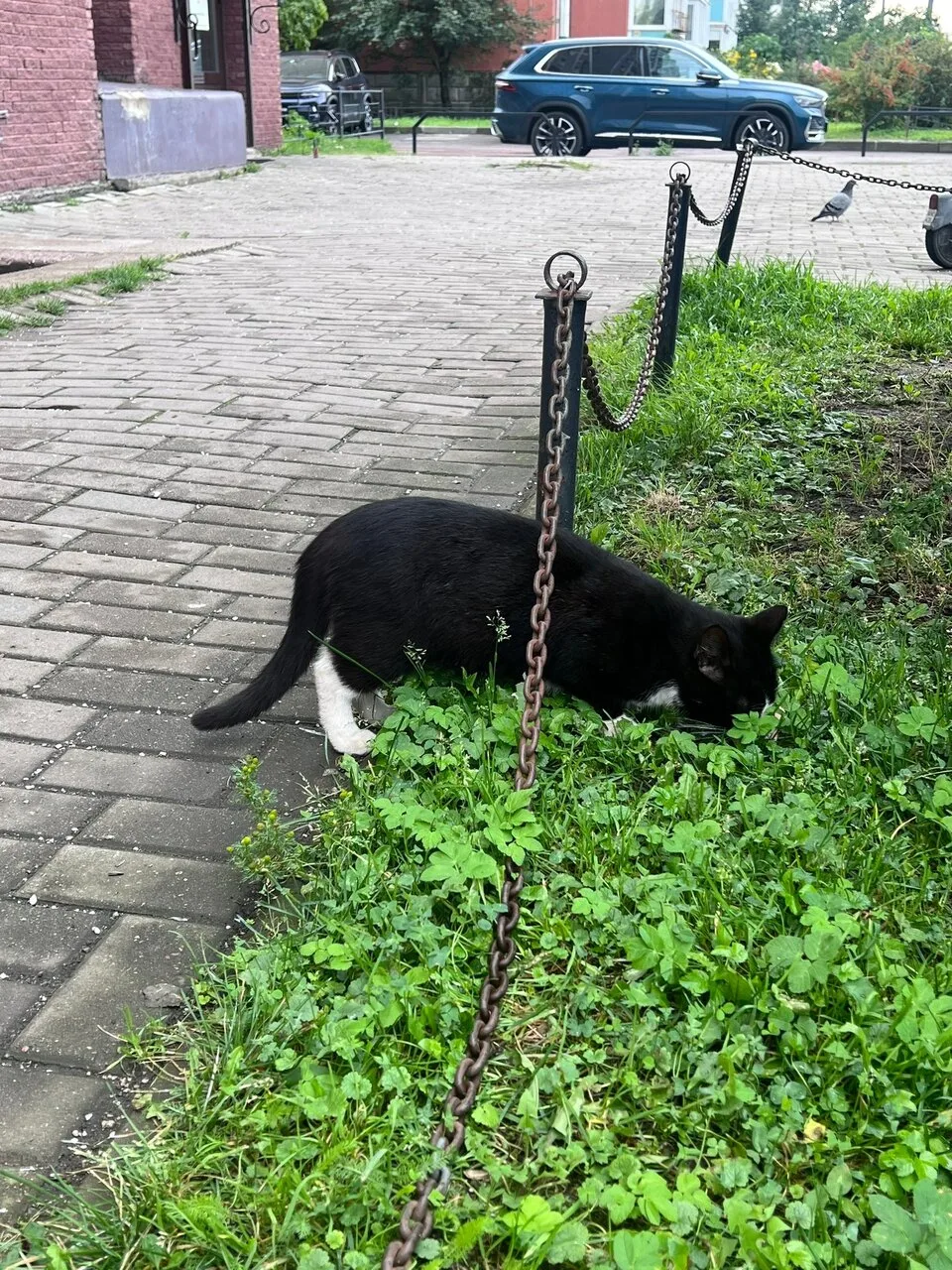 🐈 ⬛ На Доблести к магазину второй день приходит ручной кот