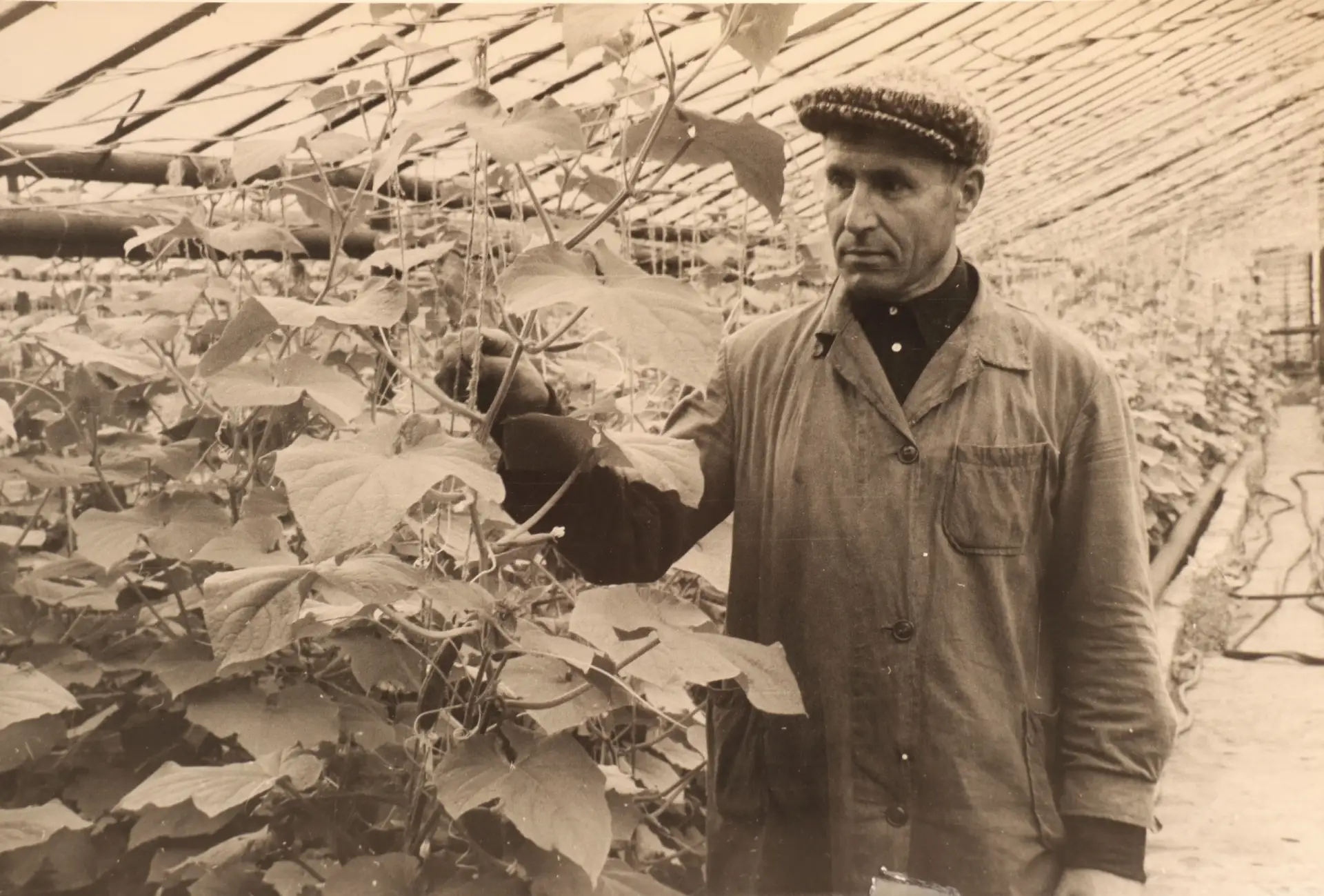 Рубрика "Фотографии расскажут"
В 1960 - начале 1980-х ежегодно школа выращивала до 20 тысяч корней о