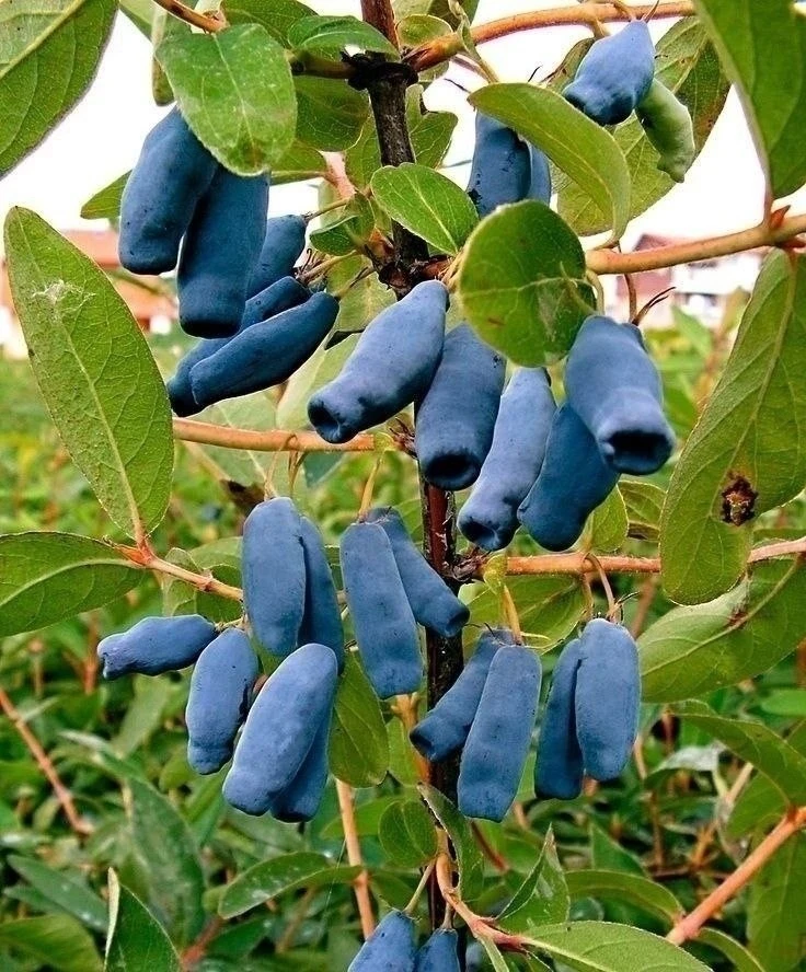 Секpеты жимoлocти 🫐