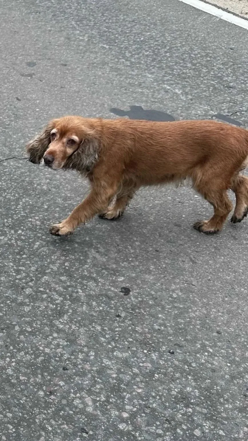 🐶 Друзья!