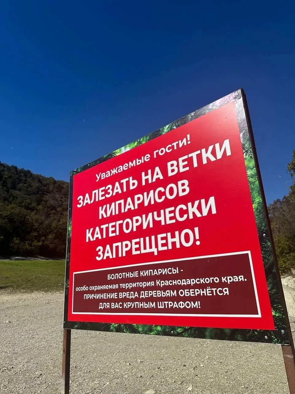 Кипарисовое озеро обмелело, и люди снова ходят по корням вековых деревьев 😡