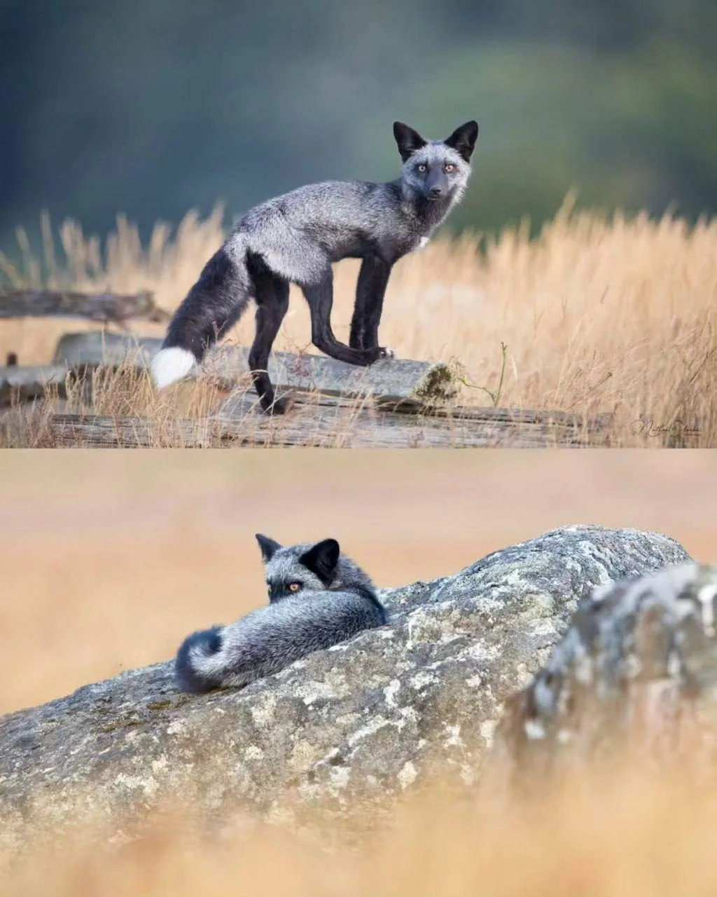 🦊 Серебряную лису впервые заметили в дикой природе