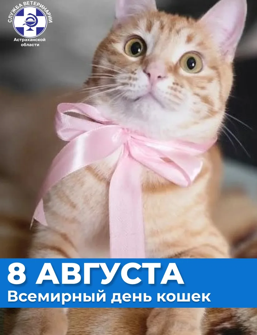 Дорогие друзья, коллеги и все любители кошек!🐈