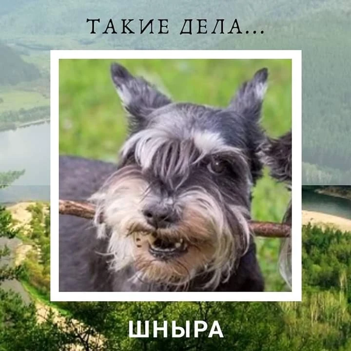 78. Когда Вероника  была маленькой, она покусала собаку.