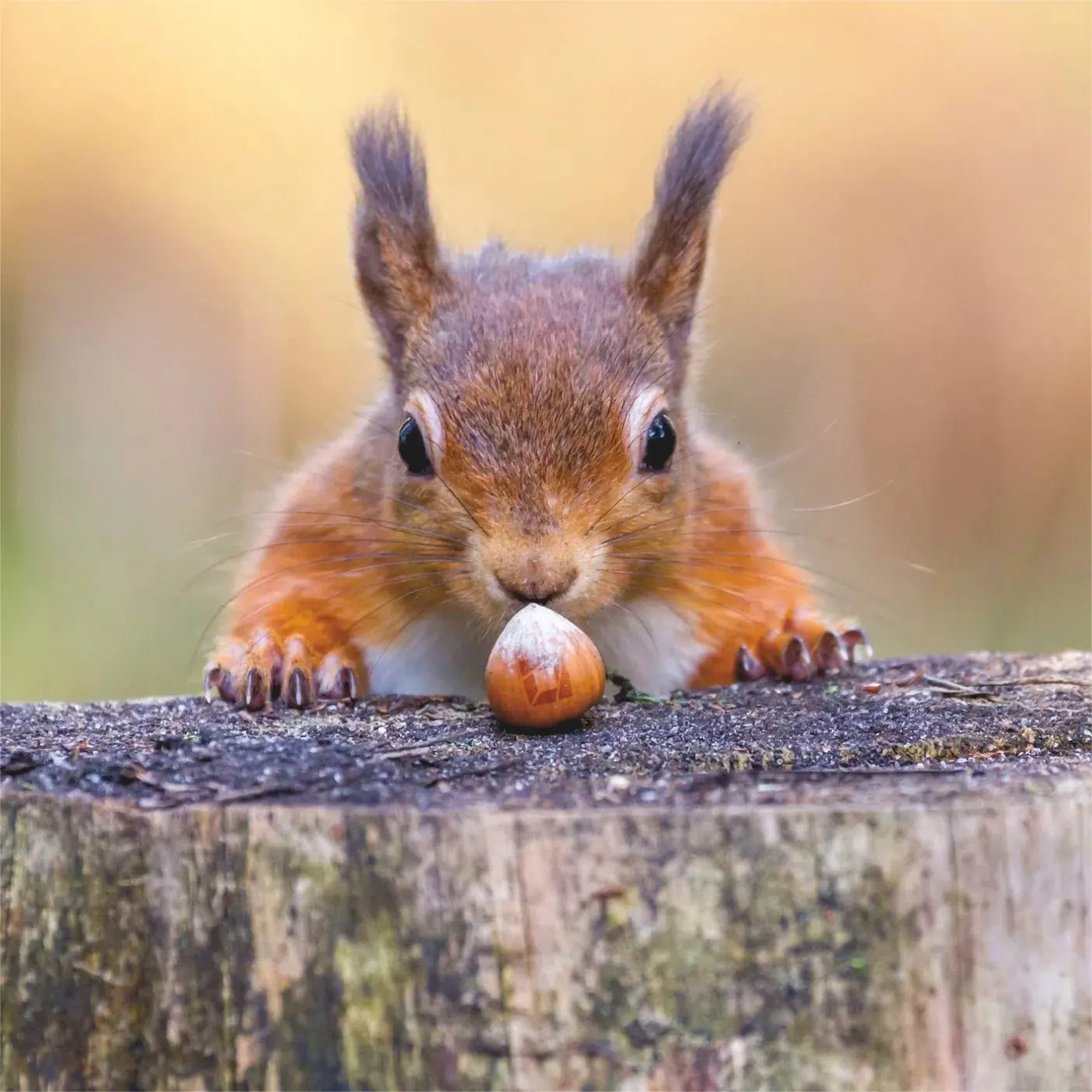 Пушистые соседи🐿