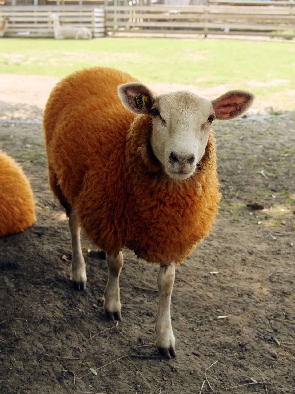 🐐 А вы знали, что на Кудыкиной горе можно заглянуть в настоящую деревню?