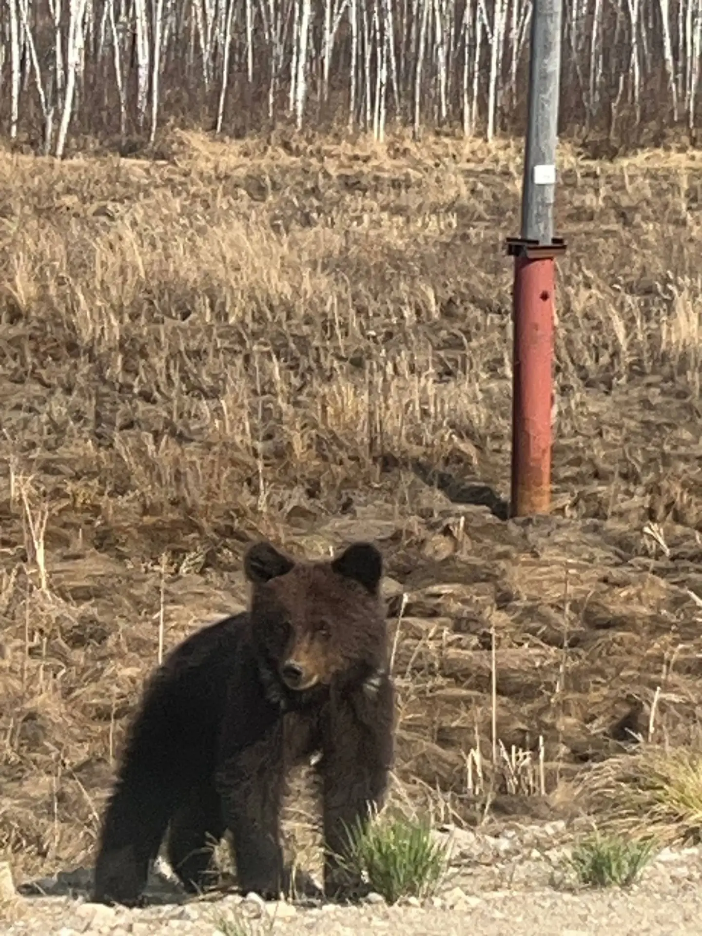 Якутский 🐻