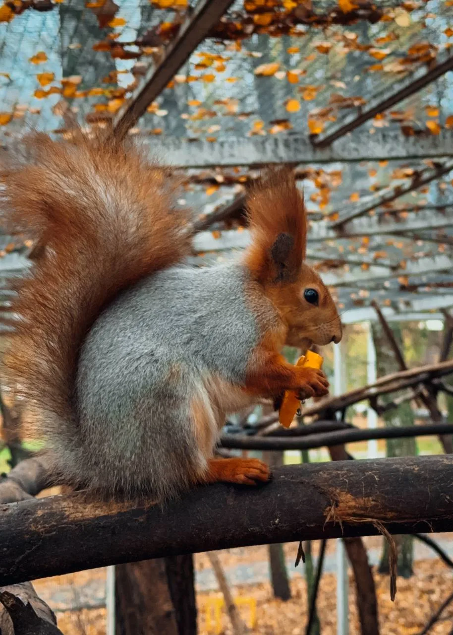 Белка из Славянского 🐿️