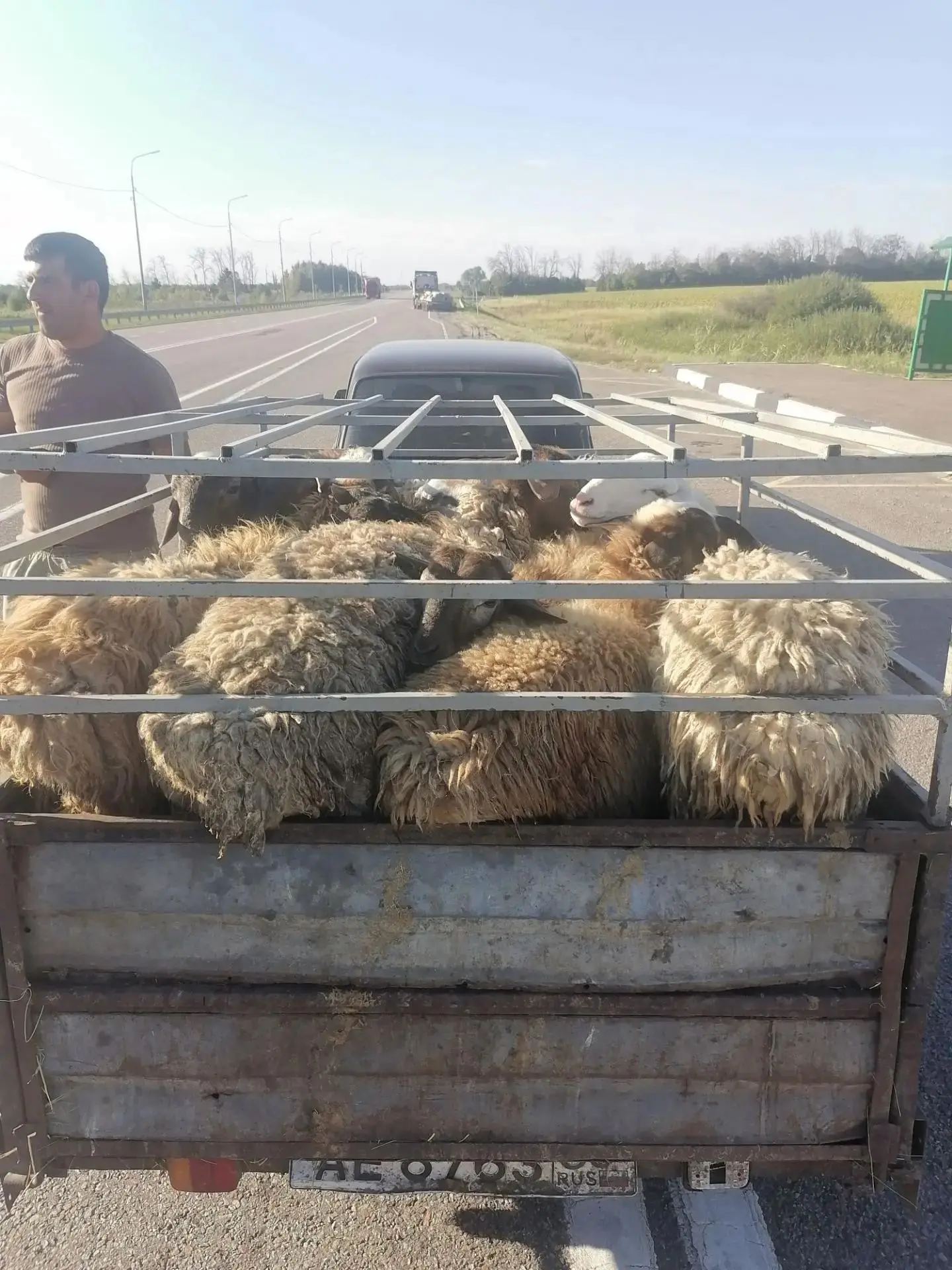 Россельхознадзором в Воронежской области пресечен ввоз мелкого рогатого скота без ветер...