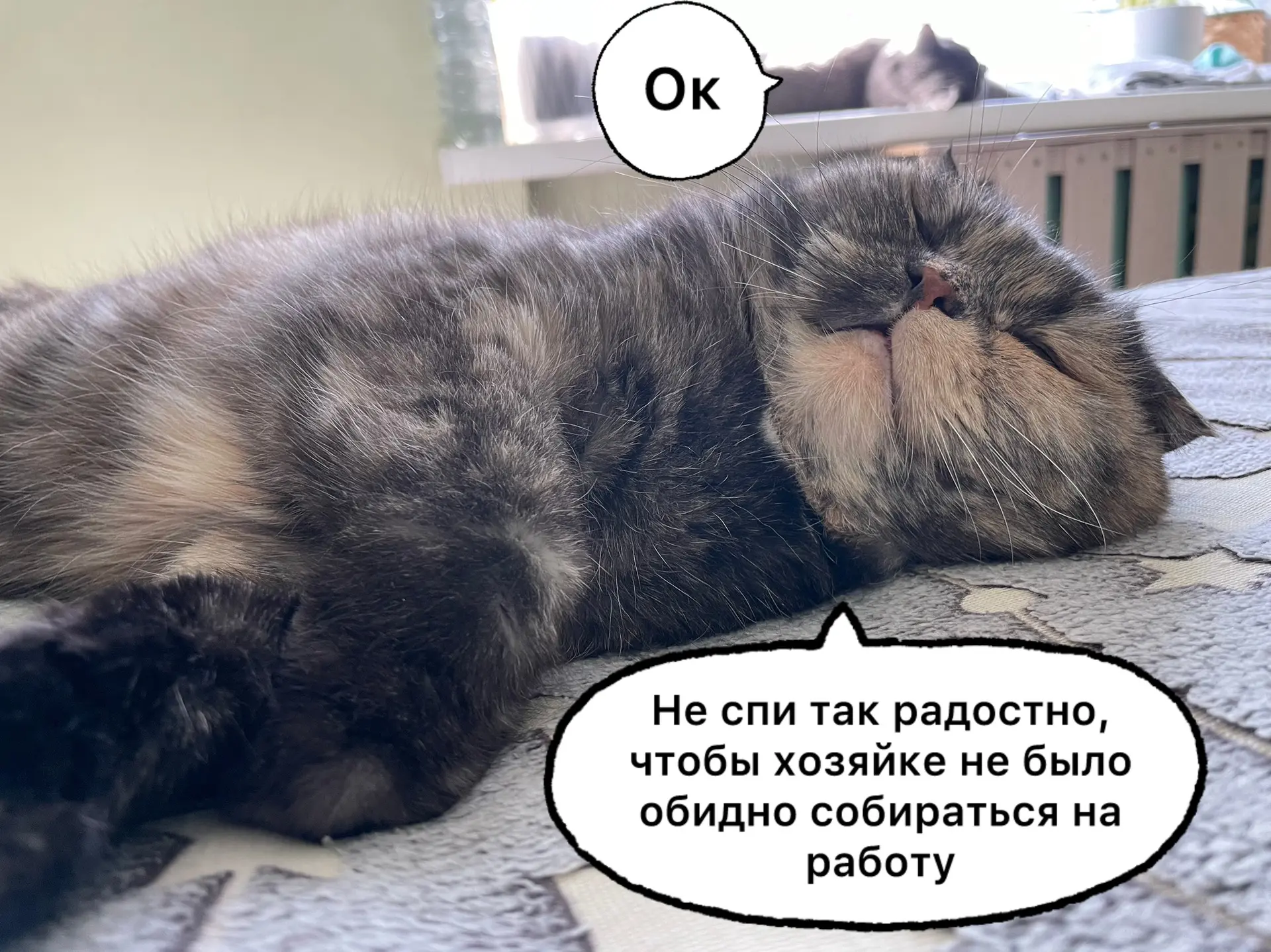 Кошки всегда поддержат😁