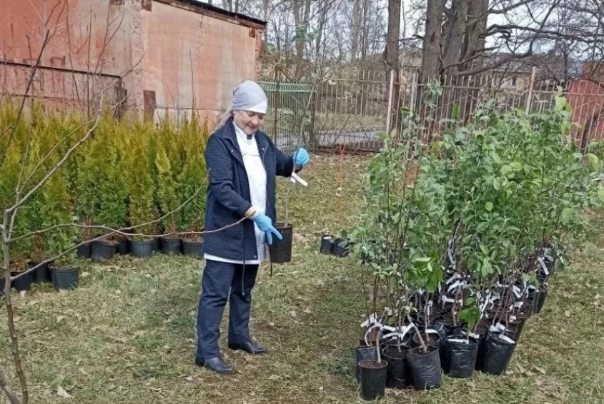 В Вологде в честь участников СВО высадили аллею «Герои среди нас»  На территории Вологодской городск
