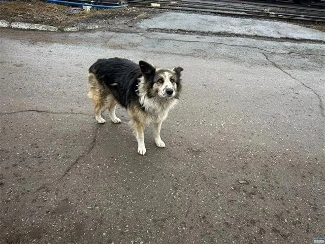 В Самаре завели уголовное дело из-за нападения собаки на ребенка 🐕.