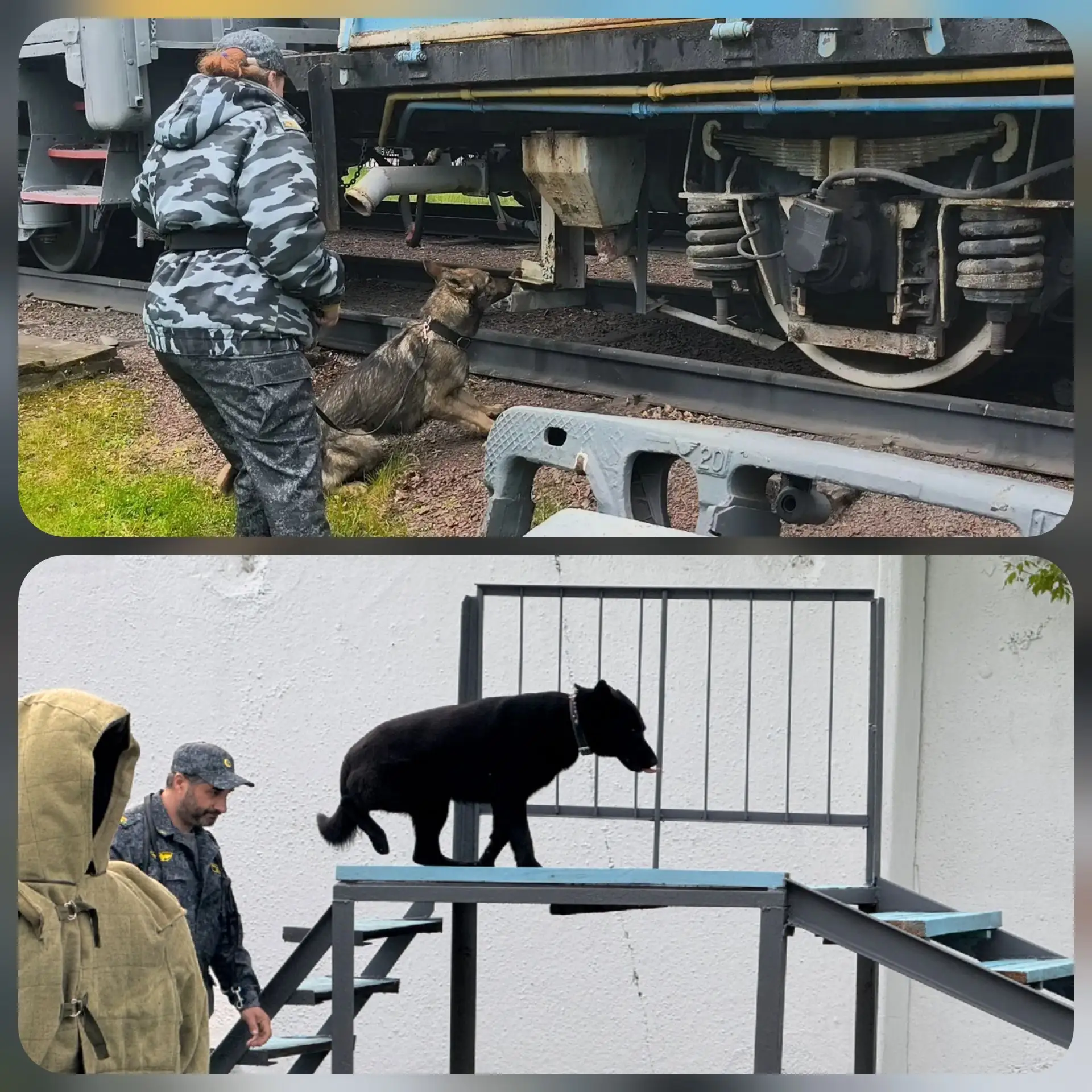 🐾 ХВОСТАТЫЙ СПЕЦНАЗ МАГИСТРАЛИ: ФИНАЛ СОРЕВНОВАНИЙ КИНОЛОГОВ В ФИЛИАЛЕ НА КРАСНОЯРСКОЙ ЖД 🚂  В филиа