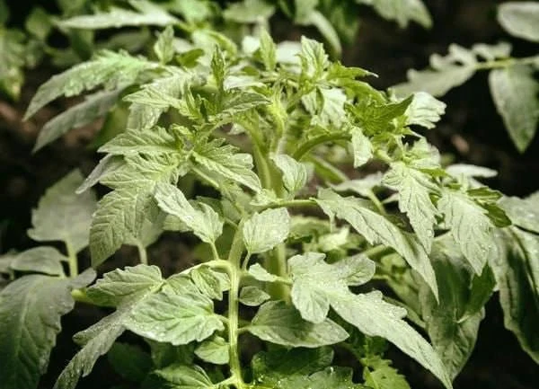 🍅 Как использовать ботву томатов