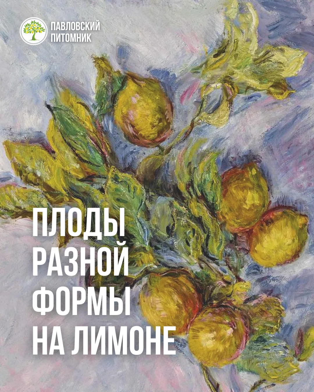 Почему на одном дереве лимоны могут быть разной формы?

Казалось бы, плоды одного саженца должны быт