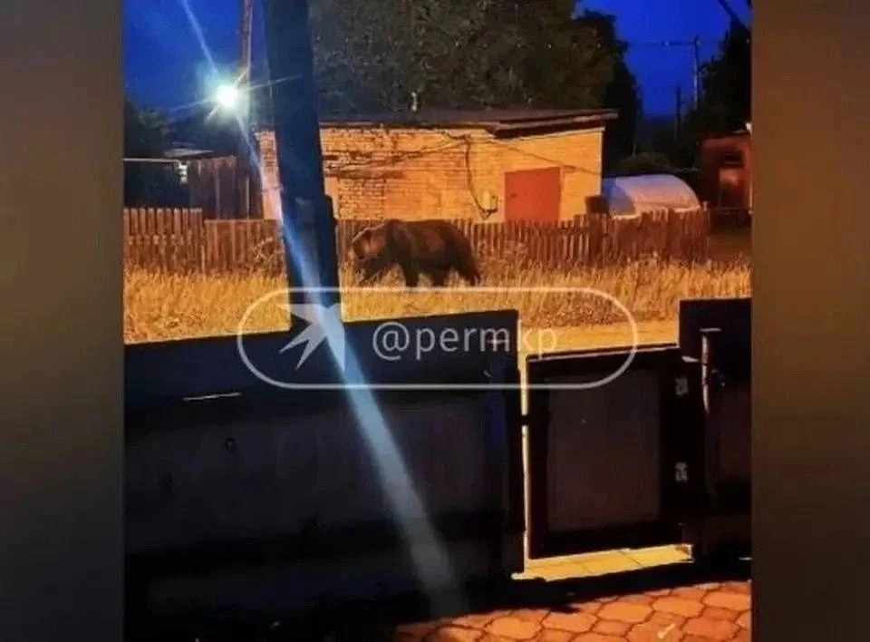 🤯🐻 «Окна лучше не открывать»: власти Гремячинска холостыми патронами пытаются выдворить медведя из