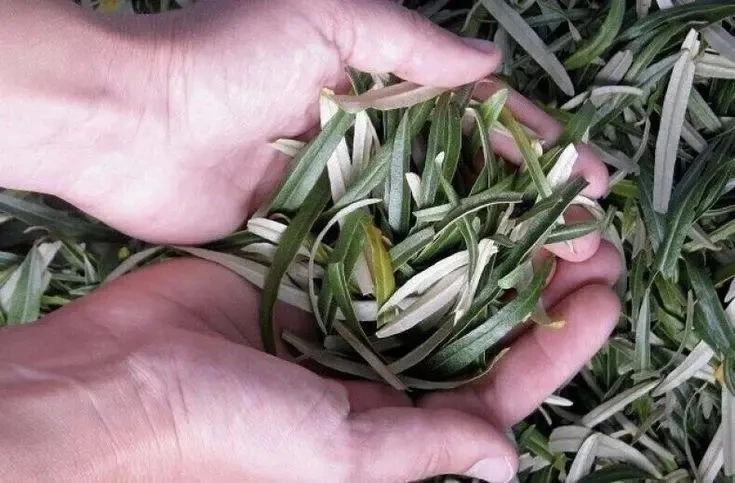 Польза листьев облепихи 🌱 

1. Облепиховый чай при гиповитаминозе. 
5 г сухих листьев заварить 1 ст