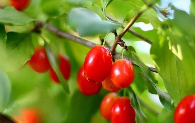 Кизил (Cornus mas) ☘