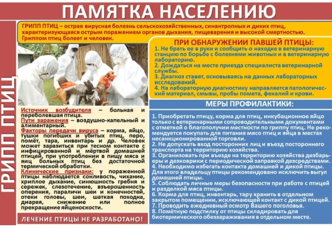 Грипп птиц!