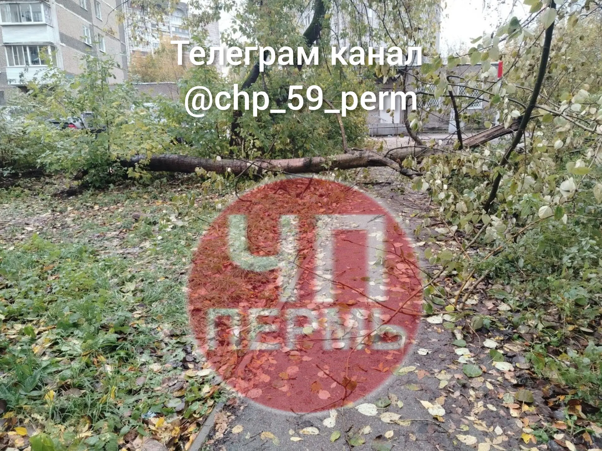 упало дерево на Яблочкова