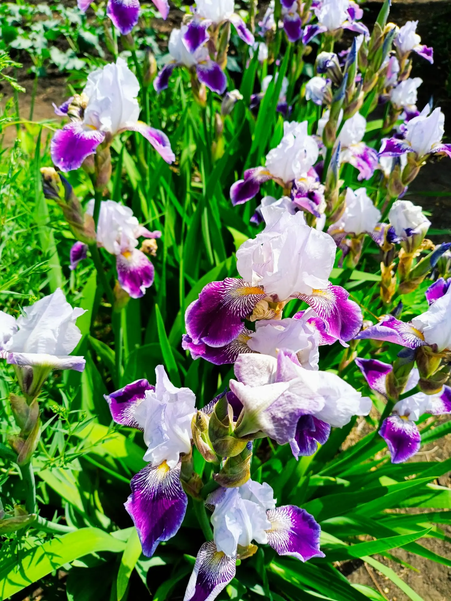 Сибирское лето: ловим моменты красоты ✨🏡🌸

Лето на полную мощность, и наша дача моментально отозва