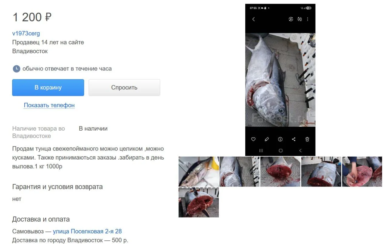 Приморские рыбаки начали продавать мясо тунца, выловленного во время тунцовой лихорадки. Стоимость в