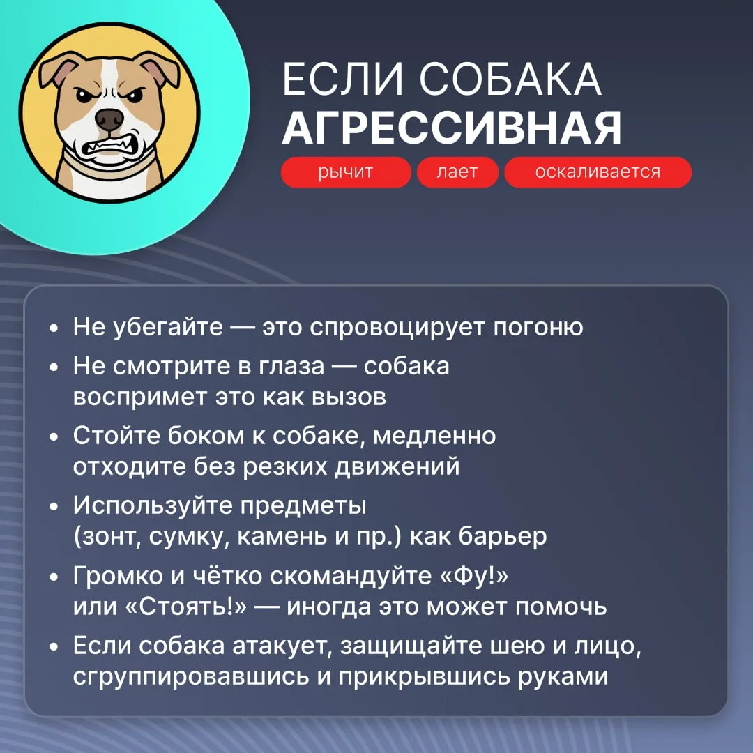 Что делать, если встретил на улице бродячую собаку?   Всю важную информацию рассказали в карточках. 