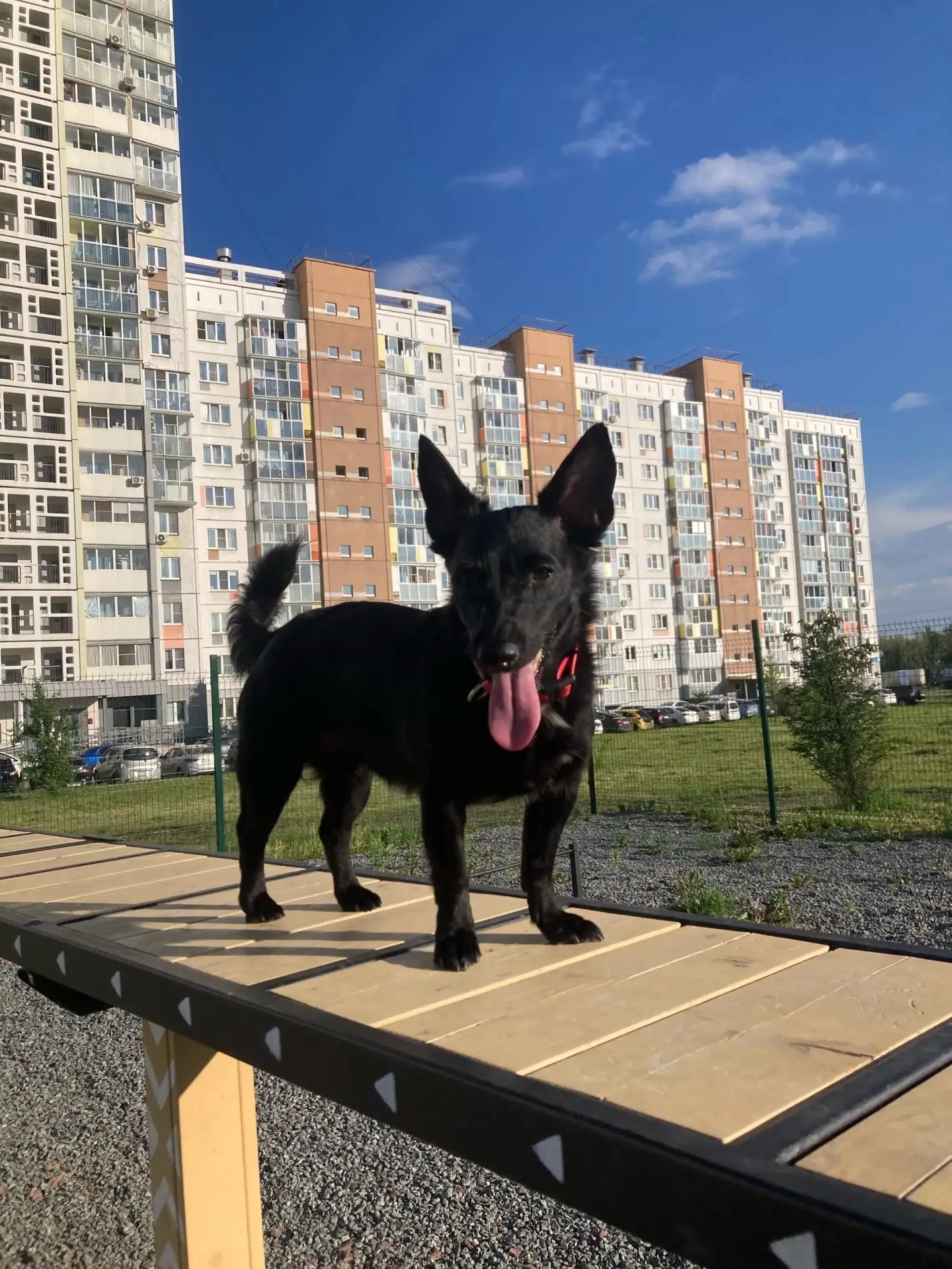 ПОТЕРЯЛАСЬ СОБАКА 23.08 (воскресенье)