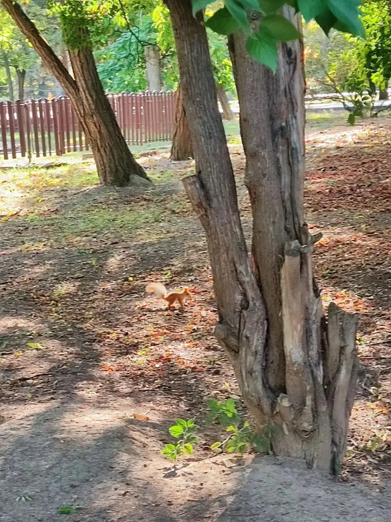 Рыжие красотки в азовском парке