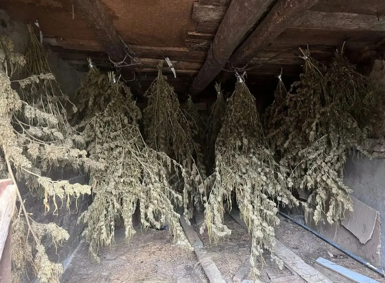 ❗️ Более 5 кг марихуаны нашли у жителя Белокуракино