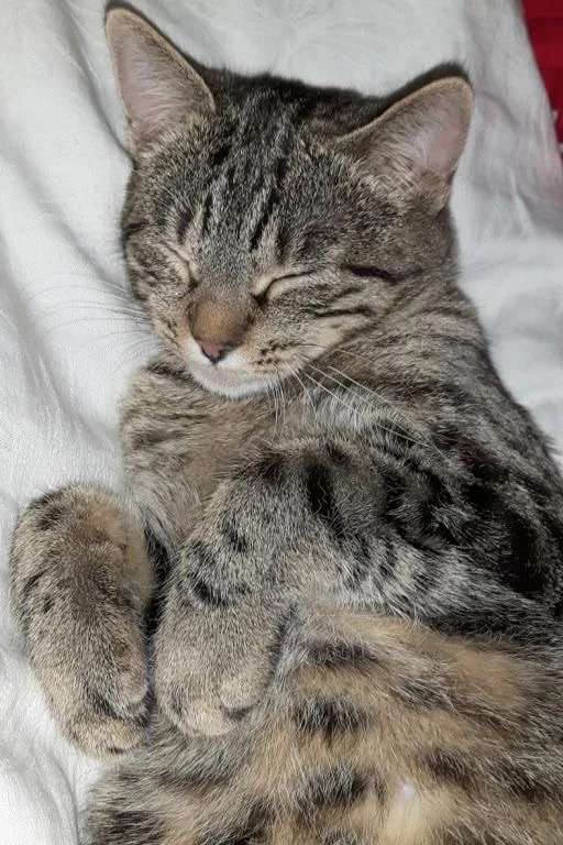 #КотикПодписчика 🥰