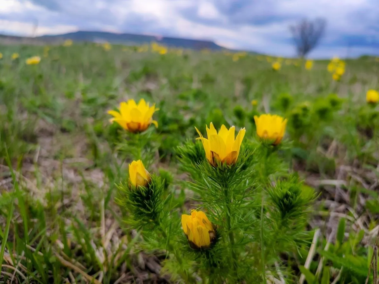 У цветущего подножия Стрижамента и Недреманной 🌼