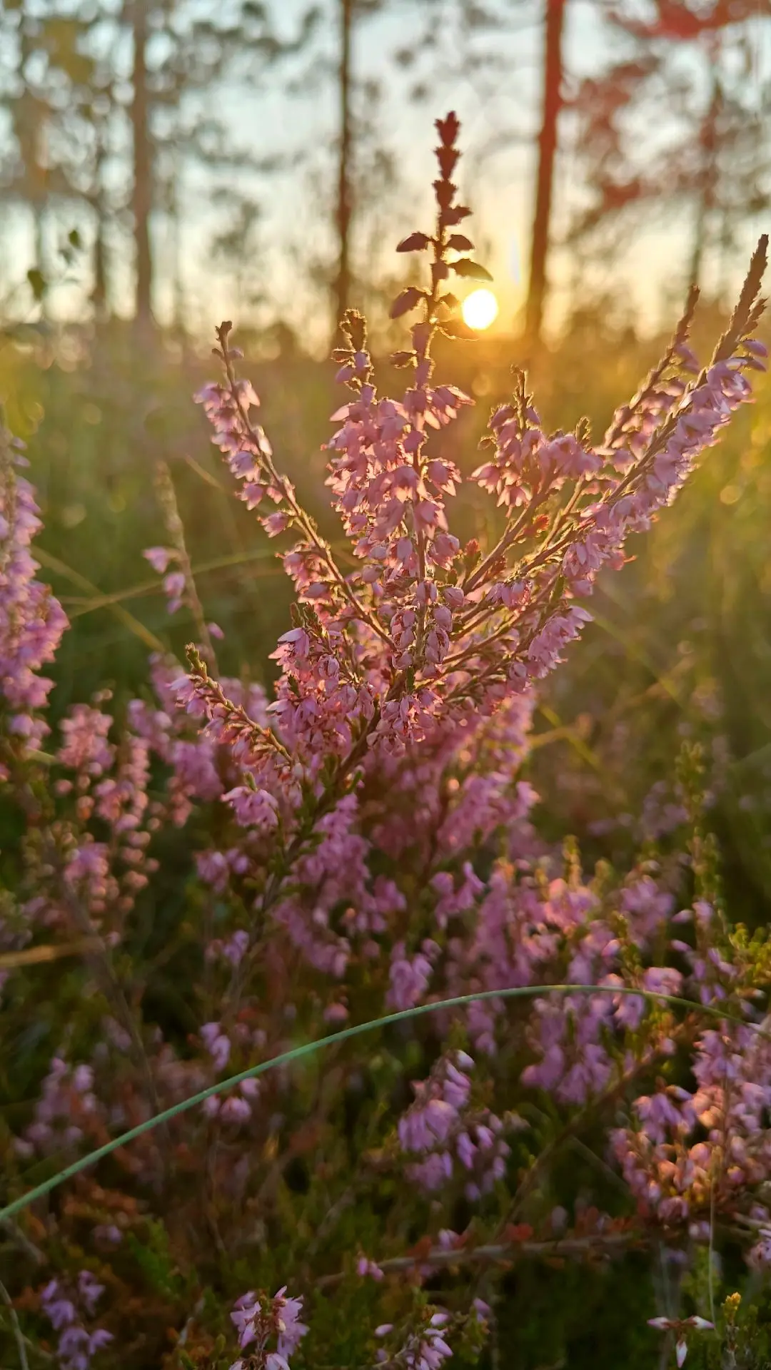 Пришло время цветению вереска — чему особенно рады пчёлы 🪻🐝