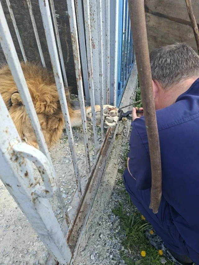 🦁 В зоопарке Старооскольского округа прошла необычайная процедура — маникюр у царя зверей!   Специал