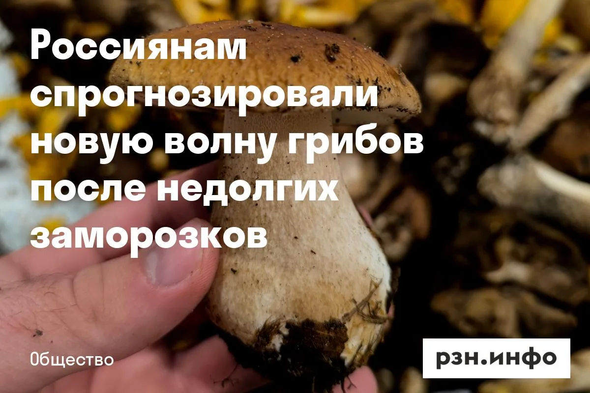 Россиянам спрогнозировали новую волну грибов после недолгих заморозков
