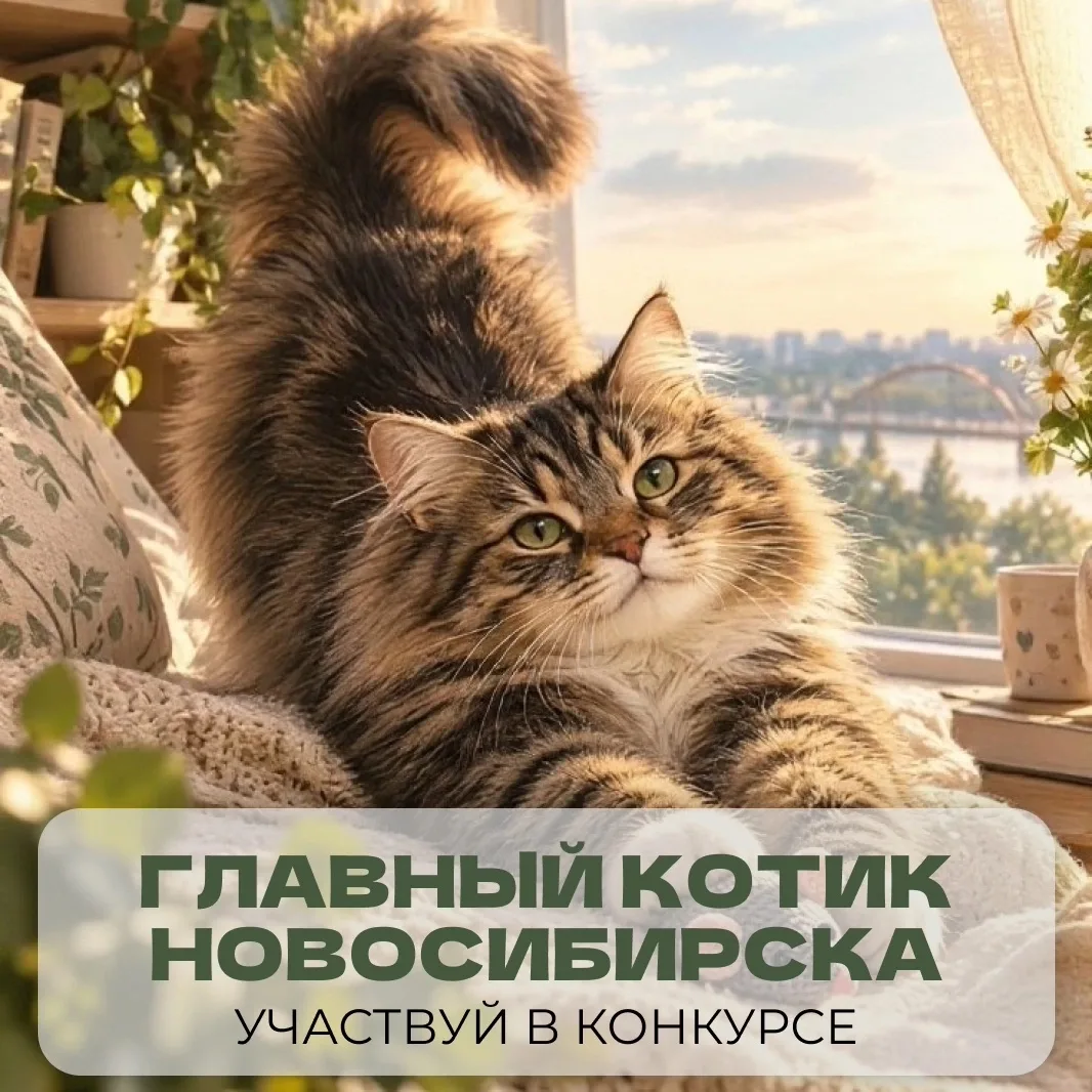 До 4 октября можно подать заявку на конкурс «Главный котик Новосибирска» 🐈