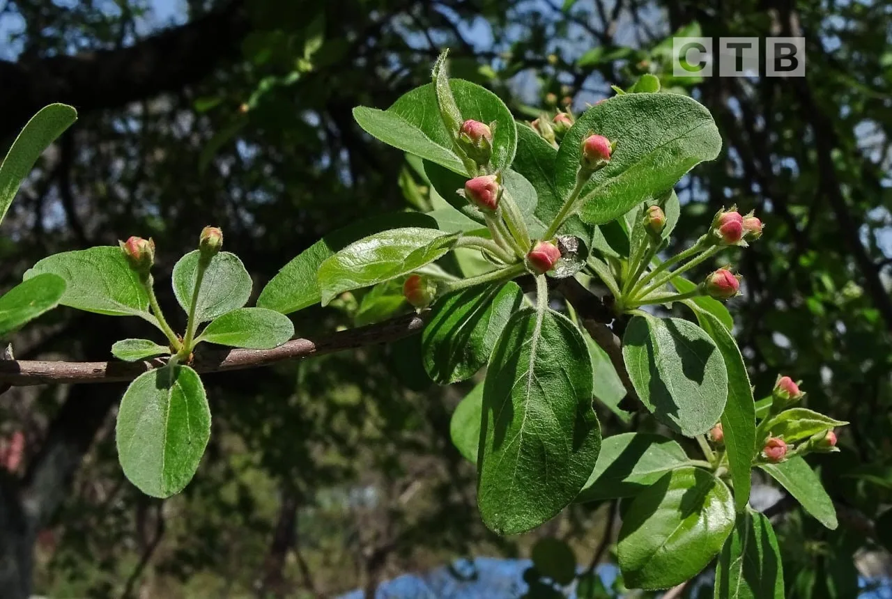 ✨Доброе утро, друзья!  🌸Приветствуем наступающий день, наслаждаясь чарующими снимками цветущего Пось